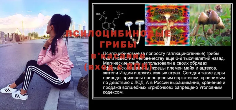 Псилоцибиновые грибы Magic Shrooms  mega зеркало  Суоярви  купить наркотики сайты 